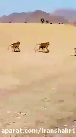 گفته میشه موج بزرگی ازمیمون از...