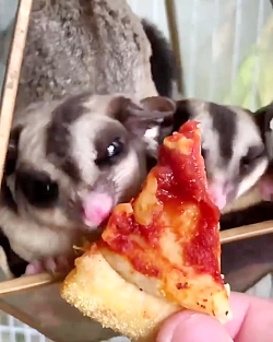 پیتزا خوردن شوگر گلایدرها !!!