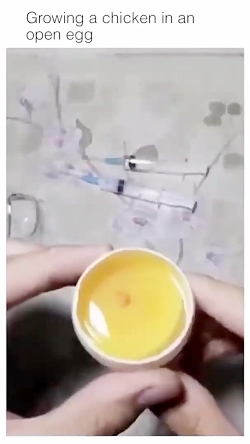 تبدیل تخم مرغ به جوجه به روش د...
