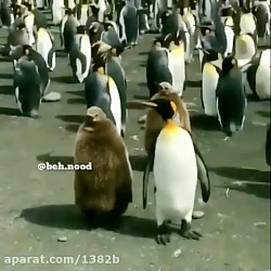 دابسمش مسخره کردن کرونا زمانی...