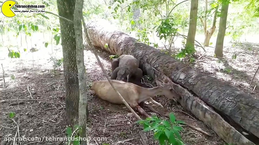 چند اژدهای کومودو گوزنی را زند...