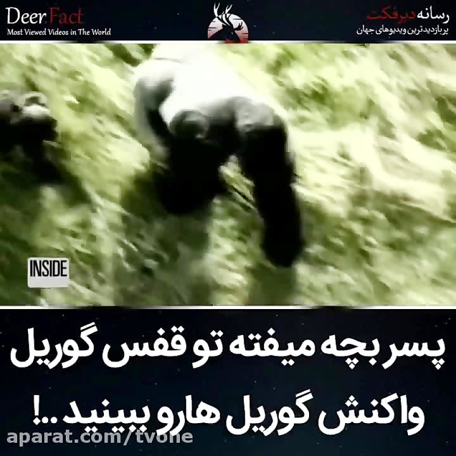 پسر بچه میوفته تو قفس گوریل وا...