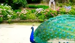 به دو صد بامْ بَرآیَم به دو صد...