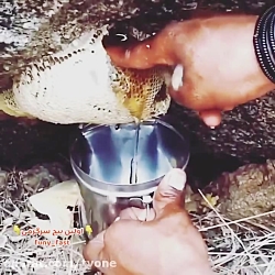 عسل وحشی درمان هر درد