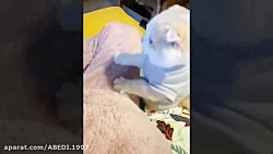 ته خنده شادی گربه های ناز با ح...