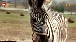 فیلم سینمایی راه راه گورخر مسا...