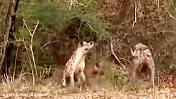 حیات وحش، لحظه های تماشایی شکا...