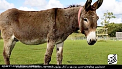 حسن ریوندی  خر شناسی از دیدگاه...