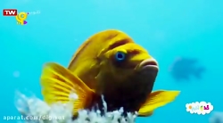 خدا چه آفریده؟ ماهی ها  قسمت س...