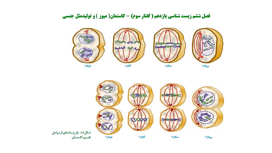 فصل ششم زیست شناسی یازدهم گفتار سوم تقسیم میوز مدرس محمد ماهفروزی