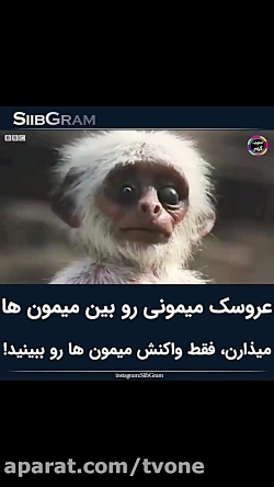 عروسک میمونی را بین میمون ها م...