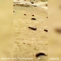 خبر فوری - ریزش بادمجان از آسم...