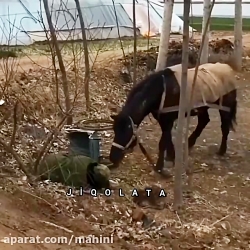 اسب حیوان نجیبی است