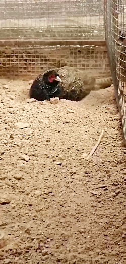 تخم قرقاول پاکستانی امریکایی ن...