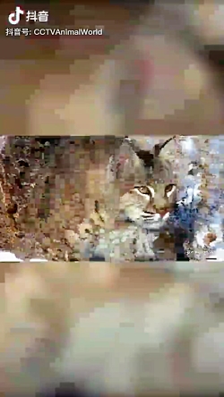 شکار و شکارچی