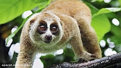 حیوانات به ظاهر جذاب ولی خطرنا...