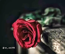 تلاوت قرآن مجید