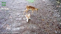 شوخی با بچه آهو