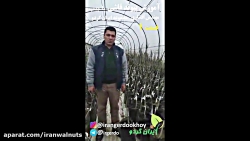 آموزش پیوند قاشی 1 | پیوند چیپ...