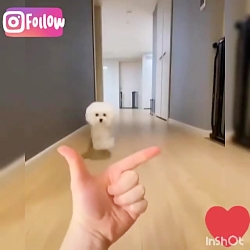 "چالـش یـه هاپــو"~