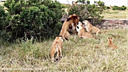 مستند زیبای حیات وحش قسمت (15)