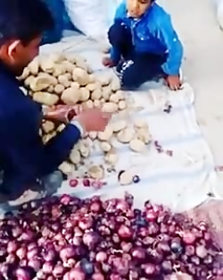 سوراخای سیب زمینی رو میگیرن، ب...