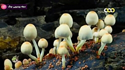 راز بقا - مرغ رنگینک