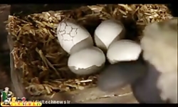 کارتون بره ناقلا بره ناقلا