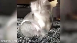 کلیپ بچه گربه های خیلی بامزه