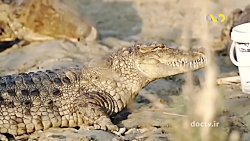 اسرار حیات وحش ایران 2 گاندو