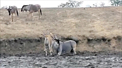 شیر ماده از استتار ناگهان بر م...