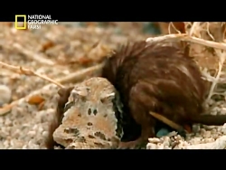 فیلم دنیای ترسناک حیوانات وحشی...