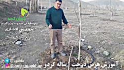 آموزش هرس درخت یکساله گردو | م...