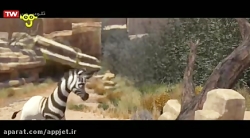 سینمایی کارتون کومبا