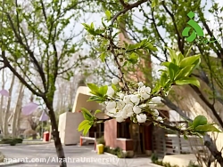 باور کنیم معجزه نوبهار را