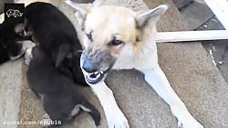 کلیپ هایی که افسردگی من را درم...