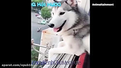 سگ های خنده دار  فیلم های حیوا...