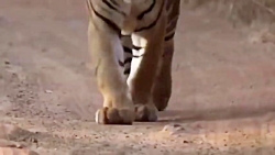 بهترینهای حیات وحش