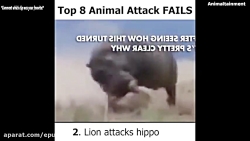 مبارزه شیر و اسب آبی: مجموعه س...