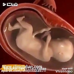 مراحل لقاح و شکل گیری جنین