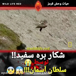 شکار بره سفید توسط غقاب