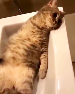 وقتی به پسرا میگی پاشو خونه تک...