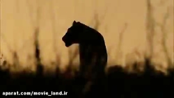 حیات وحش_مجموعه مستند حیات وحش...