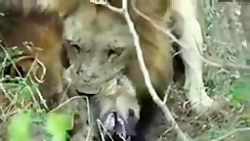 حیات وحش_مجموعه مستند حیات وحش...