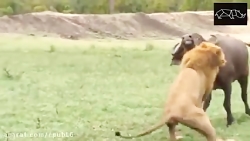 حیات وحش_مجموعه مستند حیات وحش...