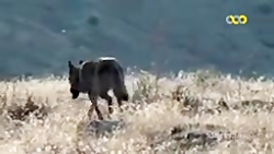 حیات وحش_مجموعه مستند حیات وحش...