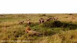 حیات وحش_مجموعه مستند حیات وحش...