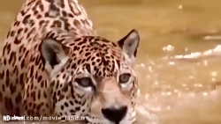 حیات وحش_مجموعه مستند حیات وحش...