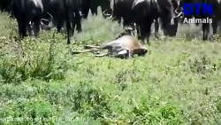 حیات وحش_مجموعه مستند حیات وحش...