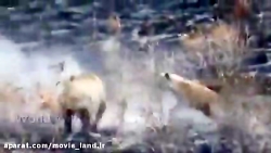 حیات وحش_مجموعه مستند حیات وحش...